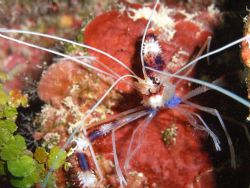 Shrimp by Lora Tucker 